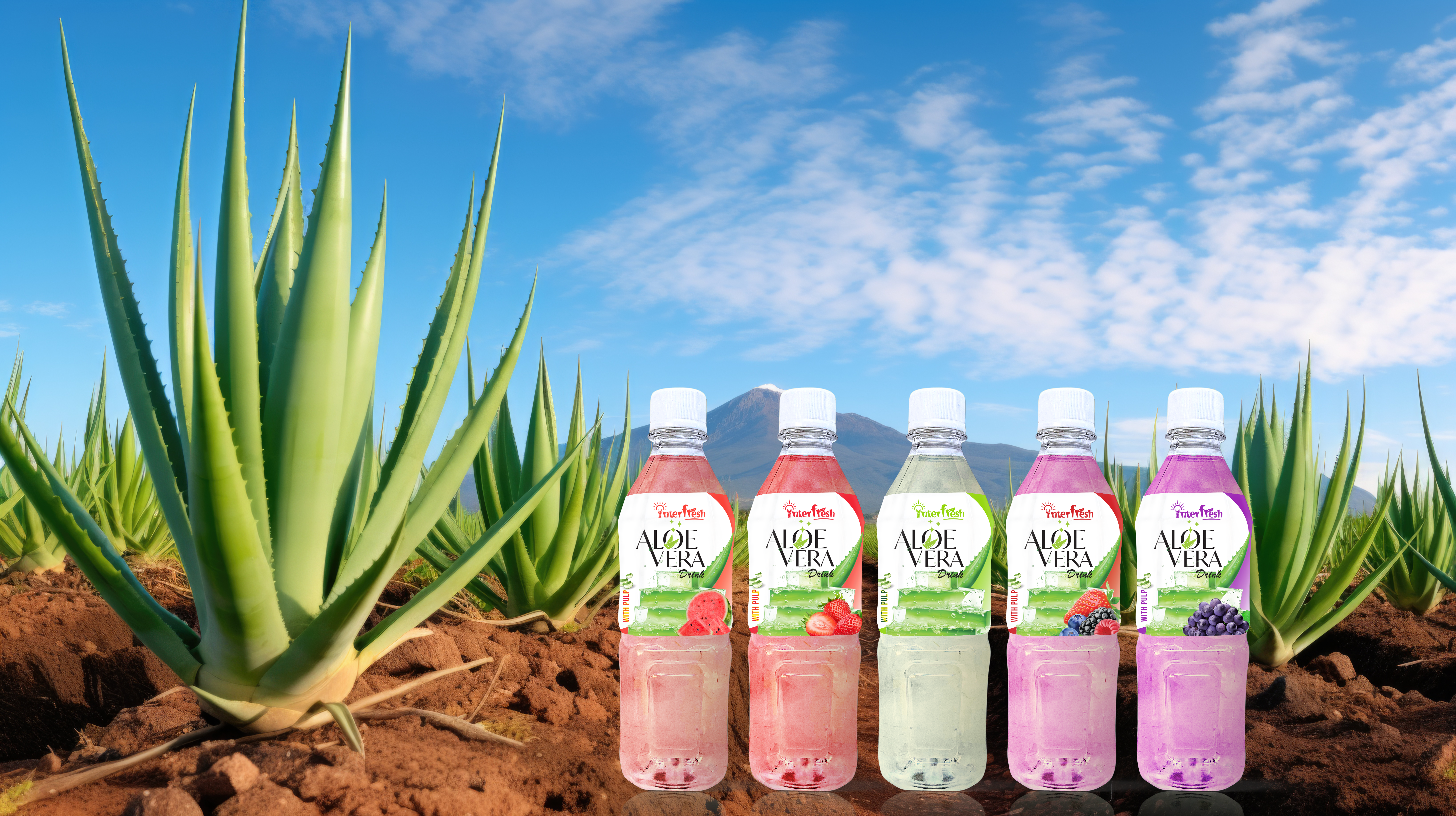 Aloe Vera Leaf Illustration